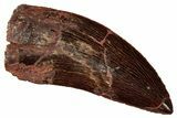 Serrated, Carcharodontosaurus Tooth - Real Dinosaur Tooth #341258-1
